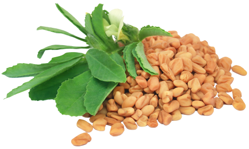 Fenugreek